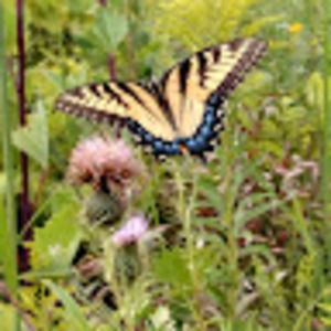 Meet your Posher, Sue